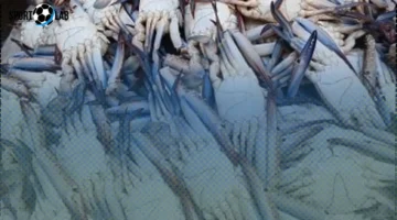 أسعار الكابوريا في سوق الإسكندرية تصل إلى 80 جنيهاً اليوم